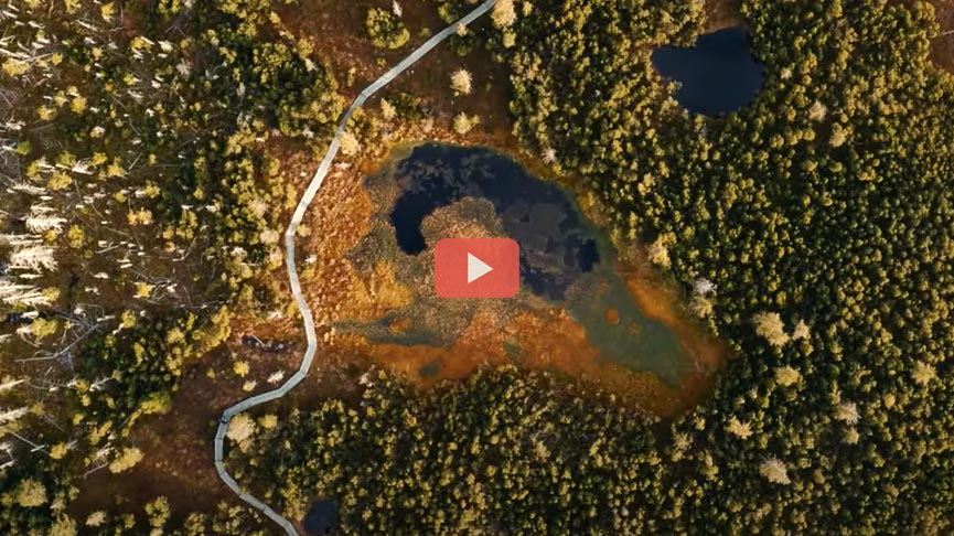 Filmausschnitt: Luftbild mit Wald und Moorsee