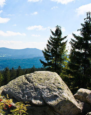 Felsen und Fichten