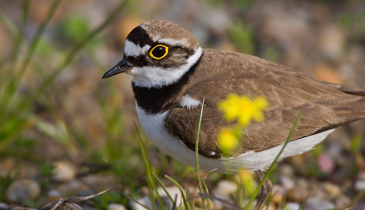 Das Bild zeigt einen Charadrius Dubius, auch Flussregenpfeifer, Bildrechte:Stefan Ott