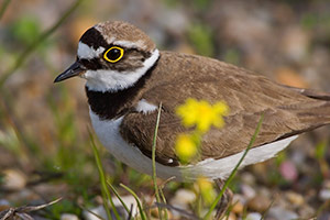 Das Bild zeigt einen Charadrius Dubius, auch Flussregenpfeifer, Bildrechte:Stefan Ott