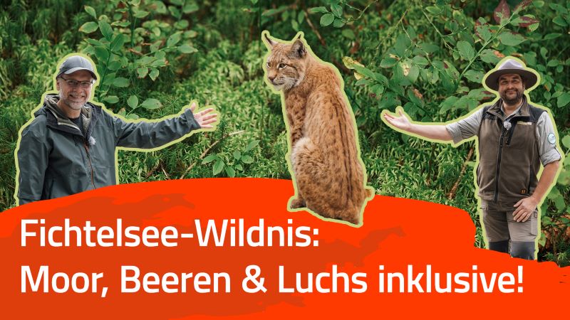 Der Fichtelsee in Oberfranken – Hochmoor & Badesee