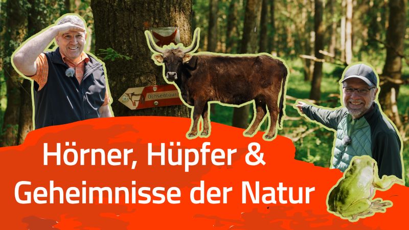 Ochsentour mit Auerochsen und Wiesent –Naturschutzgebiet Grubenfelder Leonie