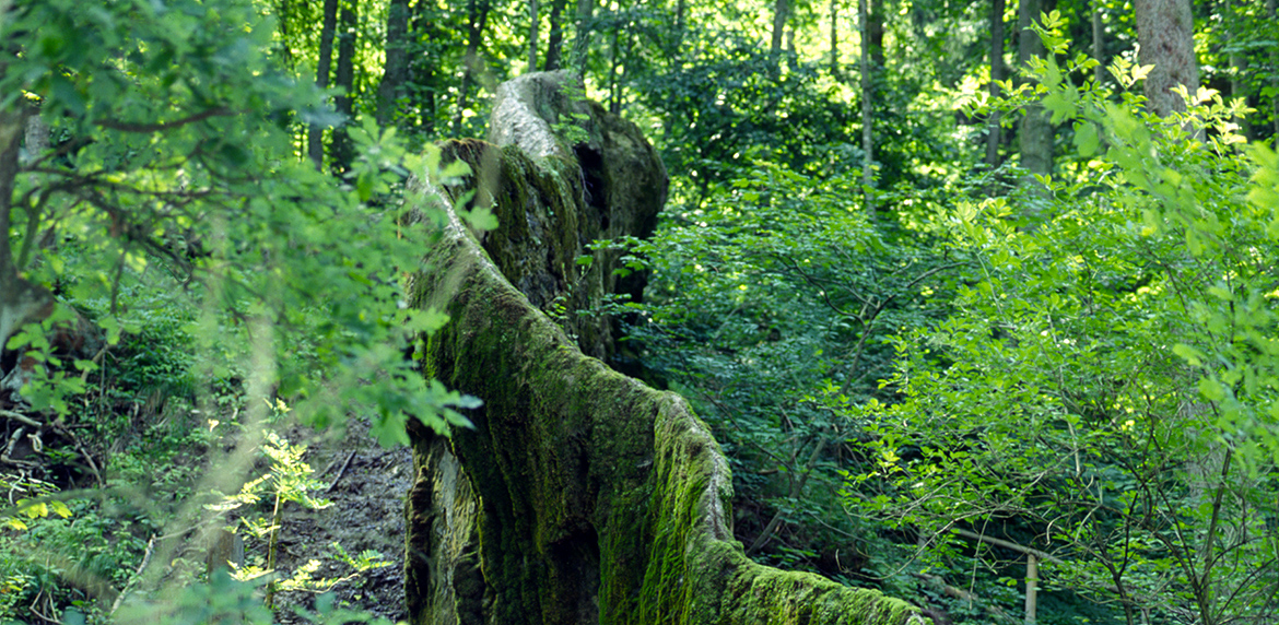 Wachsender Felsen Usterling