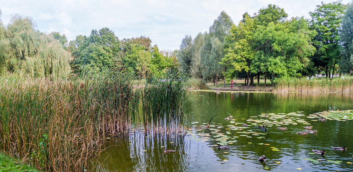 Das Bild zeigt den kleinen Weiher im Stadtwald Augsburg