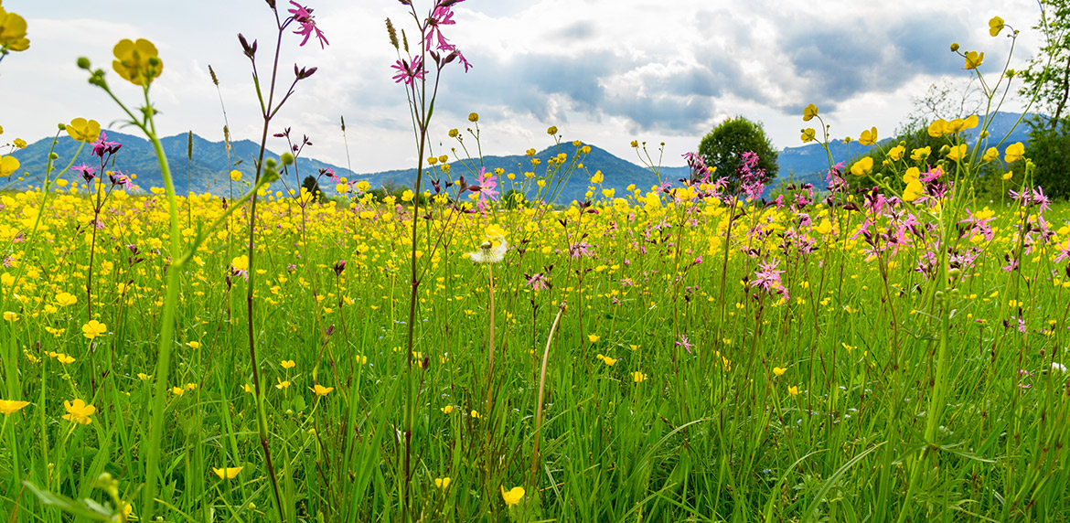 Moorlandschaft um Benediktbeuern