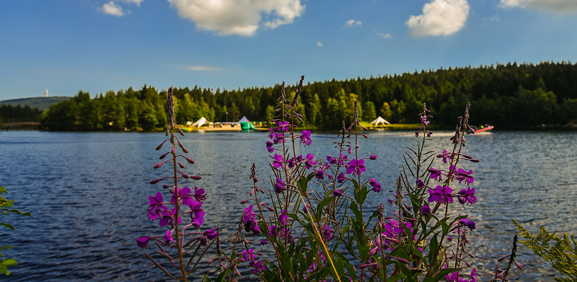 Das Bild zeigt den Fichtelsee, im Vordergrund eine Pflanze