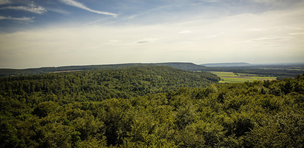 Das Bild zeigt das Waldgebiet der Steigerwald-Vorhöhen