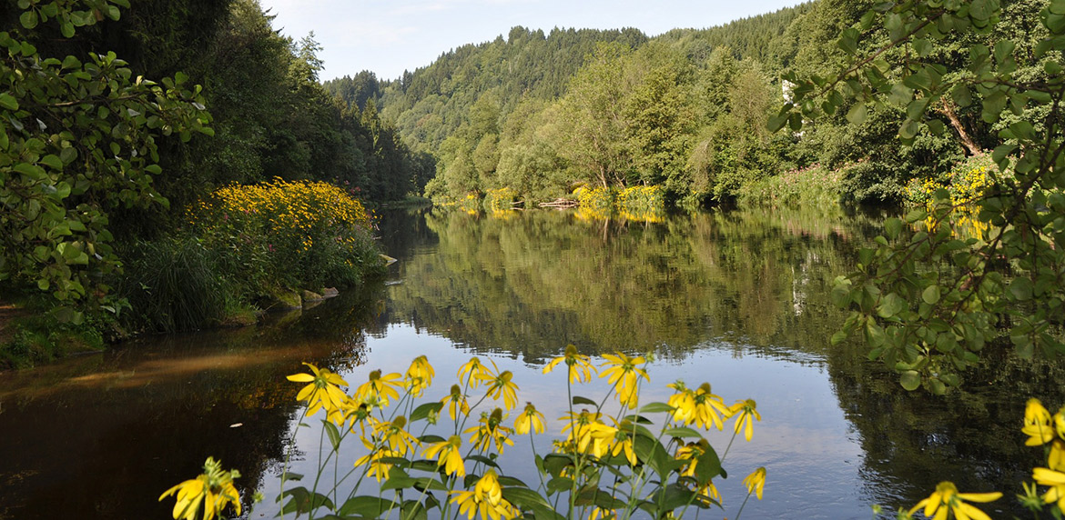 Das Bild zeigt den Fluss Ilz mit einer Blume im Vordergrund
