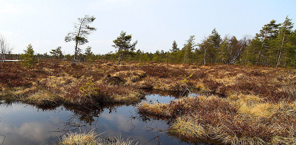 Das Bild zeigt eine Moorlandschaft