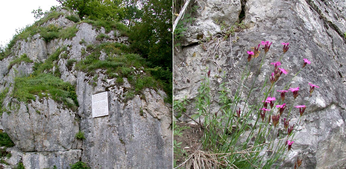 Das Bild zeigt eine Felsformation entlang dr Donau