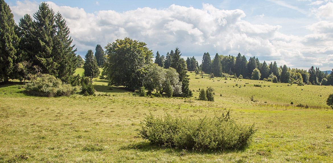 Das Bild zeigt lichten Wald mit Büschen