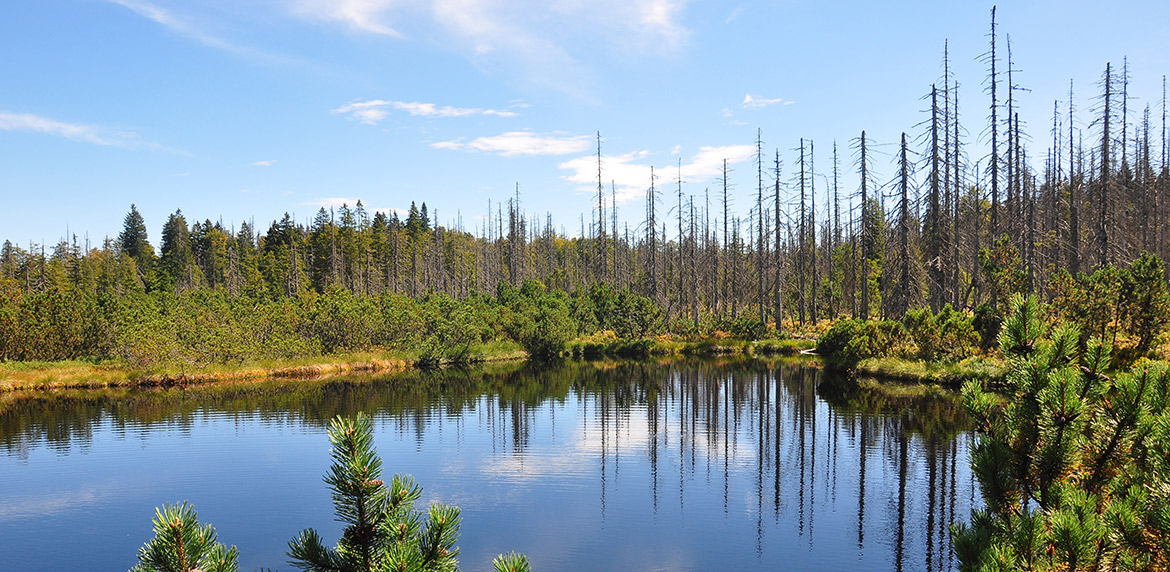 Moorsee im Nationalpark Bayerischer Wald